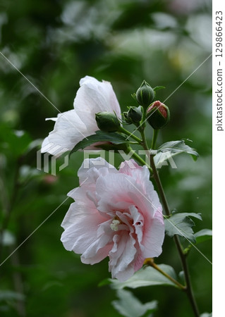 Decorating the summer tea room Decorating the summer tea room 129866423