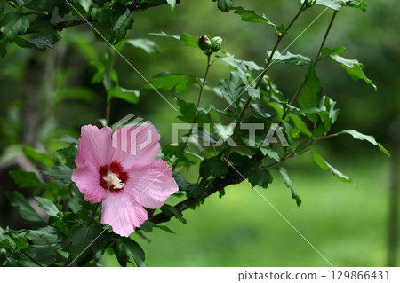 Decorating the summer tea room 129866431