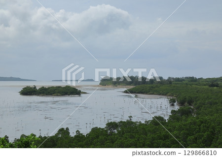 Mangrove forest scenery at Ishinagata Coast on Kohama Island 129866810