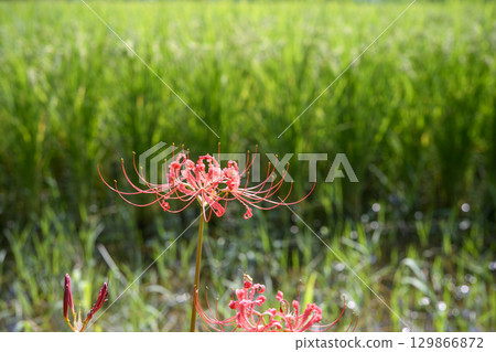 石蒜屬植物 秋季花卉 花卉 秋季材料 九月 129866872