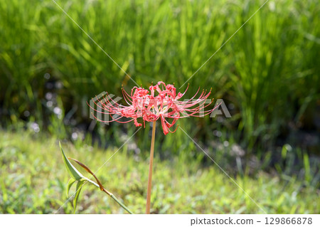 Cluster amaryllis Autumn flowers Flowers Autumn materials September 129866878