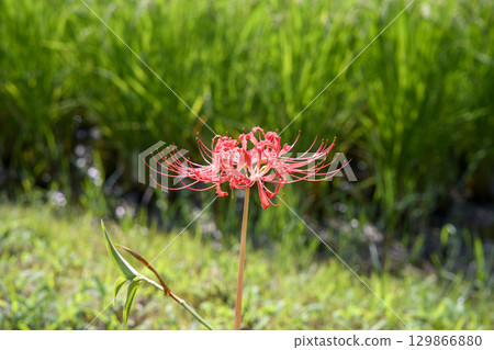 石蒜屬植物 秋季花卉 花卉 秋季材料 九月 129866880