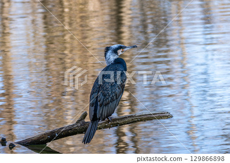The great cormorant, Phalacrocorax carbo sitting on a branch The great cormorant, Phalacrocorax carbo sitting on a branch 129866898
