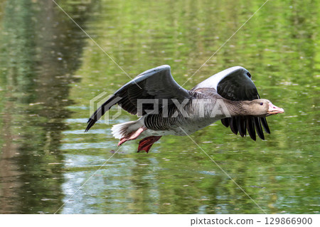 The flying greylag goose, Anser anser is a species of large goose 129866900