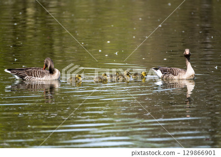 Family of greylag geese, Anser anser with small babies. 129866901
