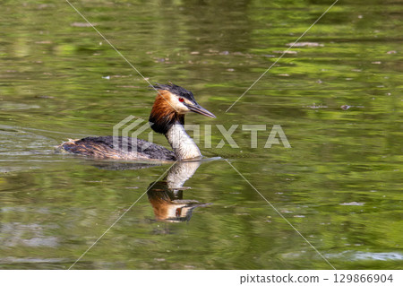 Great Crested Grebe, Podiceps cristatus with beautiful orange colors, a water bird with red eyes. 129866904