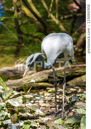 Demoiselle Crane, Anthropoides virgo are living in the bright green meadow during the day time Demoiselle Crane, Anthropoides virgo are living in the bright green meadow during the day time 129866906