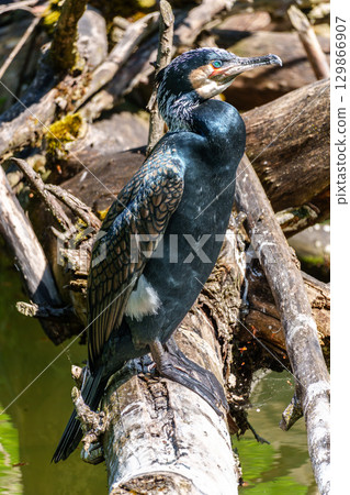 The great cormorant, Phalacrocorax carbo sitting on a branch The great cormorant, Phalacrocorax carbo sitting on a branch 129866907