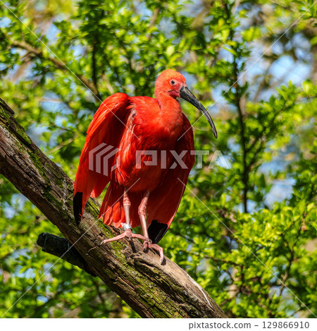 The Scarlet ibis, Eudocimus ruber is a species of ibis in the bird family Threskiornithidae. The Scarlet ibis, Eudocimus ruber is a species of ibis in the bird family Threskiornithidae. 129866910
