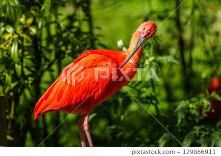 The Scarlet ibis, Eudocimus ruber is a species of ibis in the bird family Threskiornithidae. The Scarlet ibis, Eudocimus ruber is a species of ibis in the bird family Threskiornithidae. 129866911