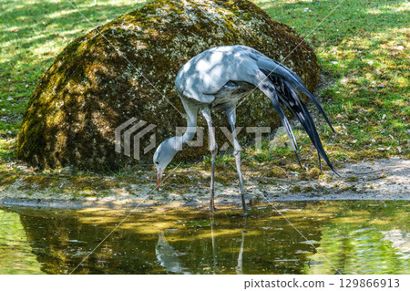 The Blue Crane, Grus paradisea, is an endangered bird 129866913