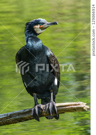 The great cormorant, Phalacrocorax carbo sitting on a branch The great cormorant, Phalacrocorax carbo sitting on a branch 129866914