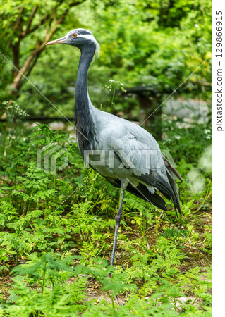 Demoiselle Crane, Anthropoides virgo are living in the bright green meadow during the day time Demoiselle Crane, Anthropoides virgo are living in the bright green meadow during the day time 129866915