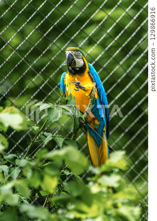 The Blue-and-yellow Macaw, Ara ararauna is a large South American parrot 129866916