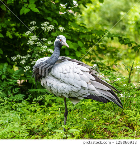 Demoiselle Crane, Anthropoides virgo are living in the bright green meadow during the day time Demoiselle Crane, Anthropoides virgo are living in the bright green meadow during the day time 129866918