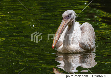 White Pelican, Pelecanus onocrotalus also known as the Eastern White Pelican White Pelican, Pelecanus onocrotalus also known as the Eastern White Pelican 129866919