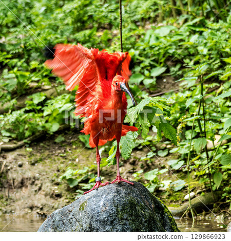 The Scarlet ibis, Eudocimus ruber is a species of ibis in the bird family Threskiornithidae. 129866923
