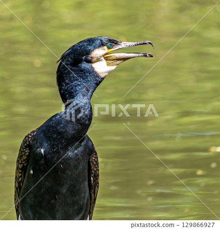 The great cormorant, Phalacrocorax carbo sitting on a branch The great cormorant, Phalacrocorax carbo sitting on a branch 129866927