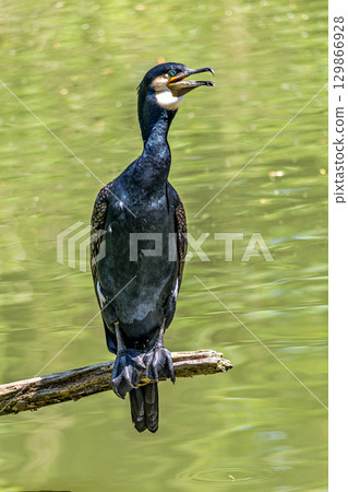 The great cormorant, Phalacrocorax carbo sitting on a branch The great cormorant, Phalacrocorax carbo sitting on a branch 129866928