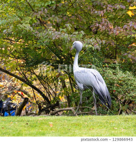 The Blue Crane, Grus paradisea, is an endangered bird The Blue Crane, Grus paradisea, is an endangered bird 129866943