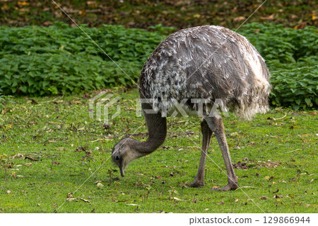 Darwin's rhea, Rhea pennata also known as the lesser rhea. 129866944