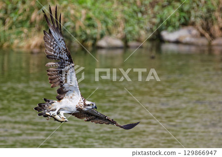A summer osprey catching a sweetfish A summer osprey catching a sweetfish 129866947