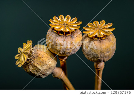 Dry poppy heads against a dark background, ready for harvest Dry poppy heads against a dark background, ready for harvest 129867176