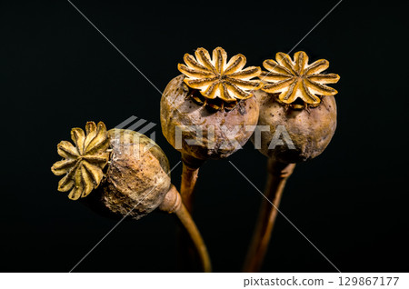 Three textured dry poppy heads against a dramatic dark background Three textured dry poppy heads against a dramatic dark background 129867177