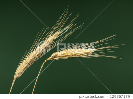 ripe golden grain stalks isolated on a solid green background 129867179