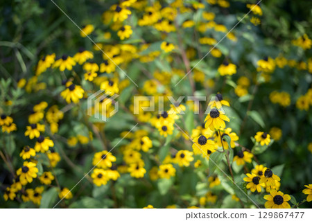 Rudbeckia summer yellow flower image 129867477