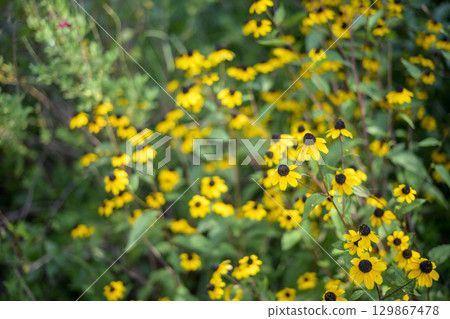 金光菊夏季黃色花朵圖像 129867478