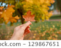 Autumn park with vibrant orange and yellow leaves covering the ground in October light 129867651