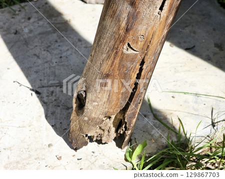 Termites ate the tree supports until they broke. Termites ate the tree supports until they broke. 129867703