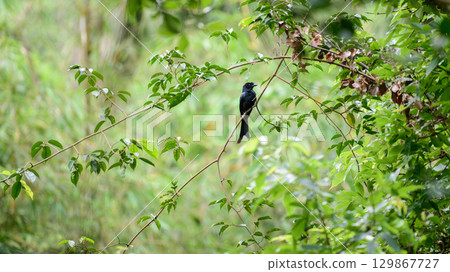 A Sri Lankan drongo is perched on a branch in the canopy of Sinharaja Forest Reserve. Endemic bird in Sri Lanka. 129867727