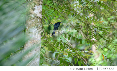 A Sri Lankan drongo is perched on a branch in the canopy of Sinharaja Forest Reserve. Endemic bird in Sri Lanka. A Sri Lankan drongo is perched on a branch in the canopy of Sinharaja Forest Reserve. Endemic bird in Sri Lanka. 129867728