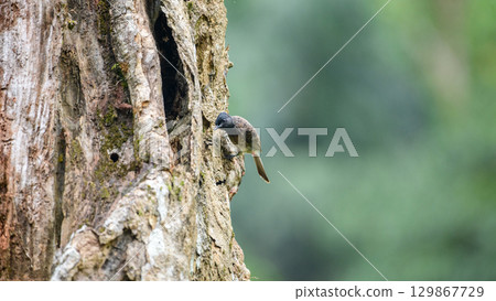 Red-vented bulbul is perched on the trunk with a cavity in the Sinharaja Rain Forest, Sri Lanka. Red-vented bulbul is perched on the trunk with a cavity in the Sinharaja Rain Forest, Sri Lanka. 129867729