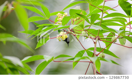 Sunbird feeding on flowers among green leaves in Sinharaja Rain Forest, Sri Lanka. The bird is hanging upside down while searching for nectar Sunbird feeding on flowers among green leaves in Sinharaja Rain Forest, Sri Lanka. The bird is hanging upside down while searching for nectar 129867730