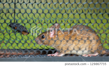 A rat caught inside a metal trap. The animal is behind a black wire mesh A rat caught inside a metal trap. The animal is behind a black wire mesh 129867735