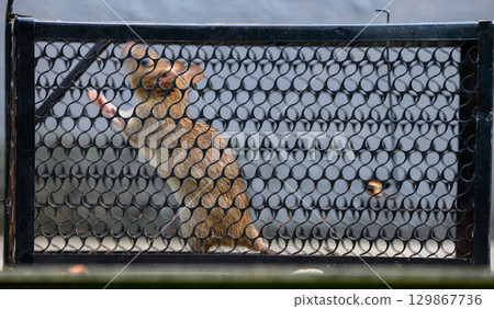 A rat caught inside a metal trap. The animal is behind a black wire mesh 129867736