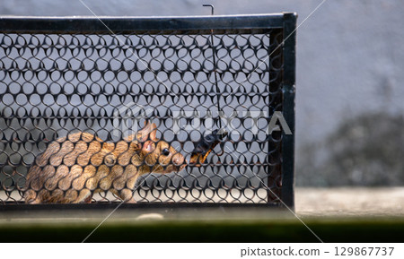A rat caught inside a metal trap. The animal is behind a black wire mesh 129867737