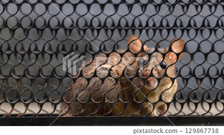 A rat caught inside a metal trap. The animal is behind a black wire mesh 129867738