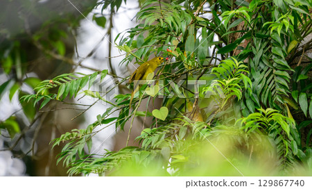 Yellow Browed Bulbul perch on a branch, eating a red berry in the Sinharaja forest. 129867740