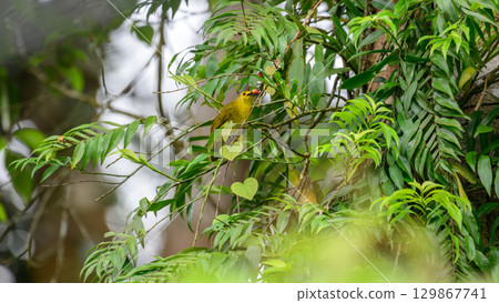 Yellow Browed Bulbul perch on a branch, eating a red berry in the Sinharaja forest. 129867741