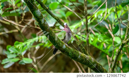 Asian Emerald Dove perched on a moss-covered tree branch in the Sinharaja rain forest. Asian Emerald Dove perched on a moss-covered tree branch in the Sinharaja rain forest. 129867742