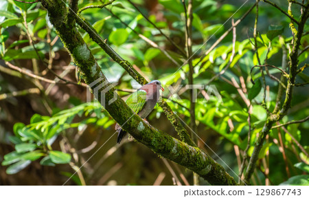 Asian Emerald Dove perched on a moss-covered tree branch in the Sinharaja rain forest. 129867743