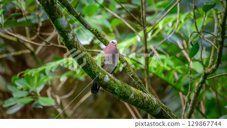 Asian Emerald Dove perched on a moss-covered tree branch in the Sinharaja rain forest. 129867744