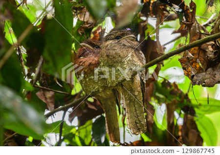Sri Lanka frogmouth pair roosting closely together in Sinharaja rain forest, female bird on the left. 129867745