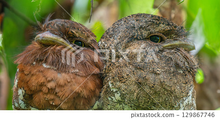 Sri Lanka frogmouth pair roosting closely together in Sinharaja rain forest, female bird on the left. Sri Lanka frogmouth pair roosting closely together in Sinharaja rain forest, female bird on the left. 129867746