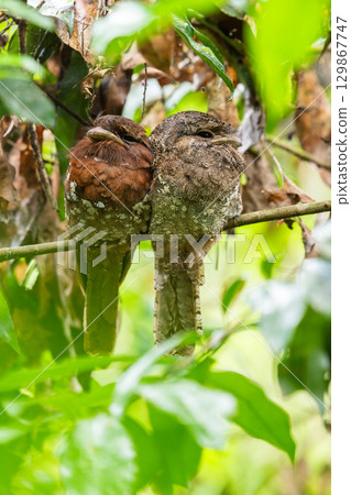 Sri Lanka frogmouth pair roosting closely together in Sinharaja rain forest, female bird on the left. Sri Lanka frogmouth pair roosting closely together in Sinharaja rain forest, female bird on the left. 129867747