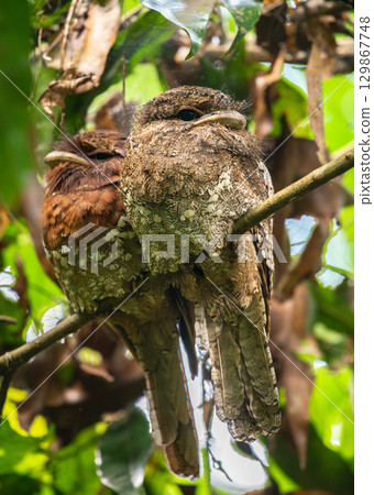 Sri Lanka frogmouth pair roosting closely together in Sinharaja rain forest, female bird on the left. Sri Lanka frogmouth pair roosting closely together in Sinharaja rain forest, female bird on the left. 129867748